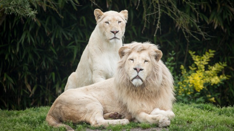 Дикая природа