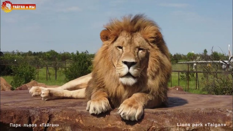 Мосбахский Лев