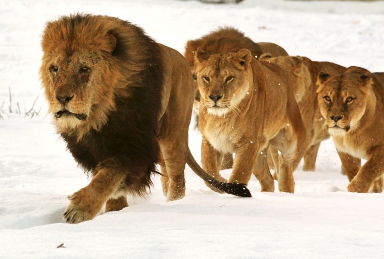 Амирхан Лев белый Лев