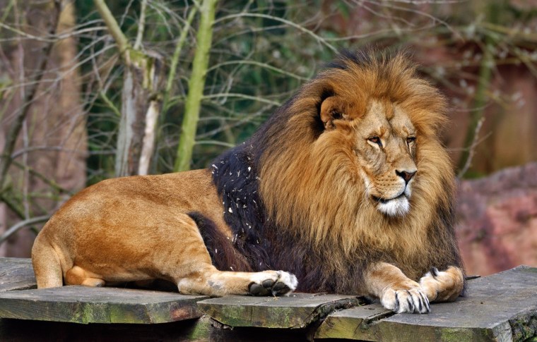 Лев в Африке