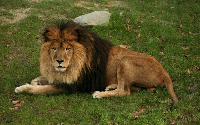 Трансваальский Лев белый