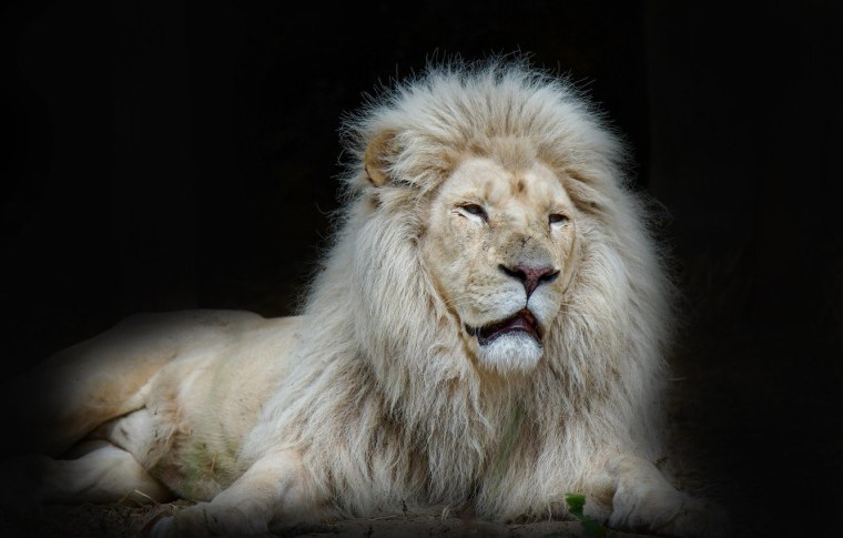 Лев на рабочий стол