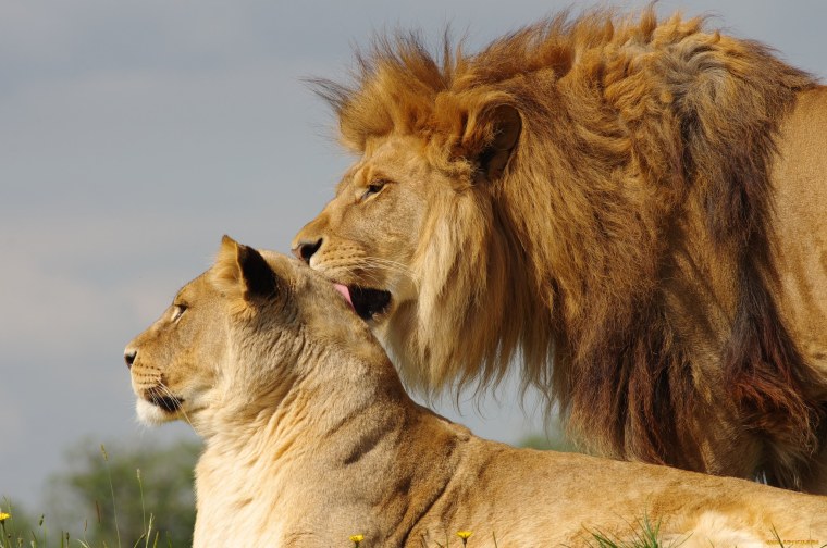 Лев и львица
