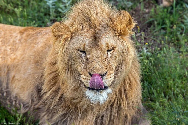 Дикие звери