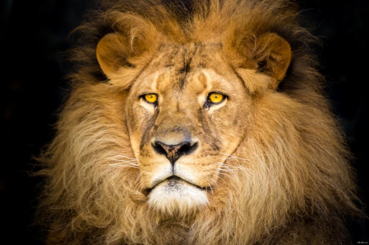 Европейский Лев