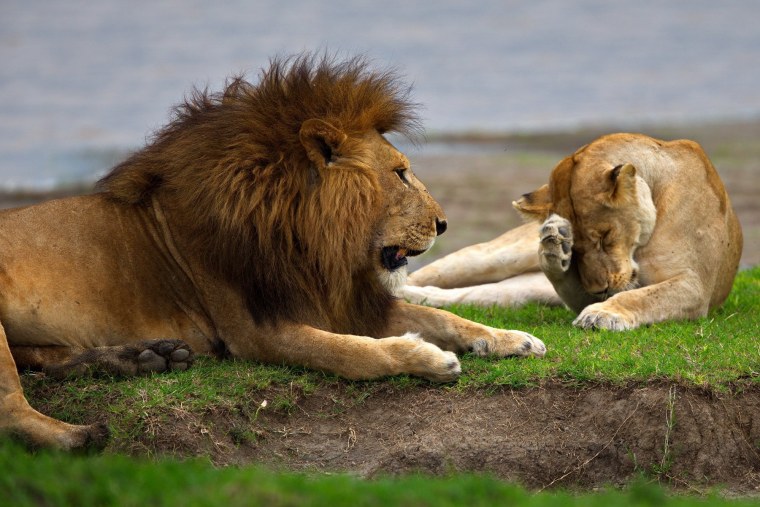 Заповедник Масаи Мара львы