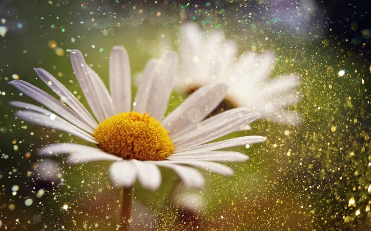 Ромашки в лучах солнца