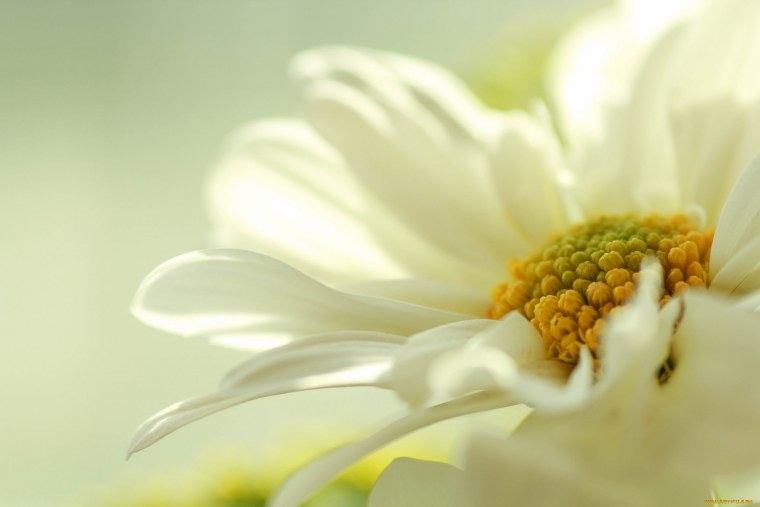 Нежные ромашки