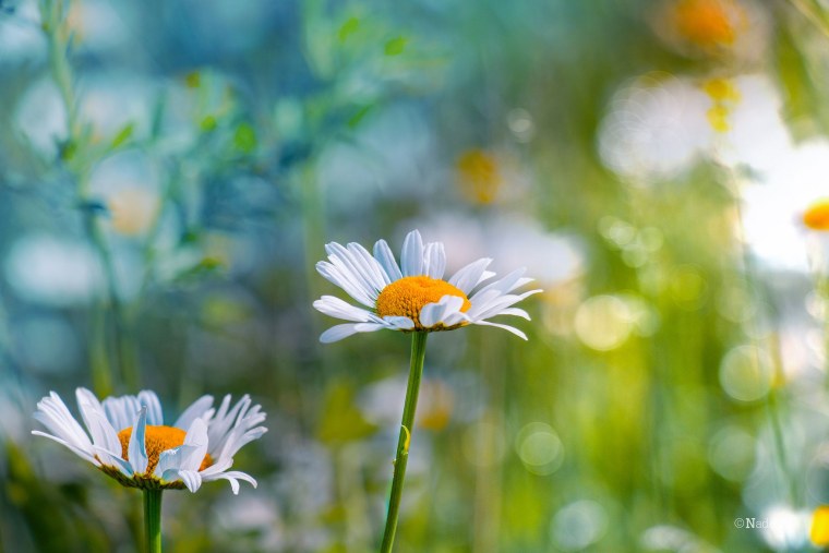 Ромашки полевые макро