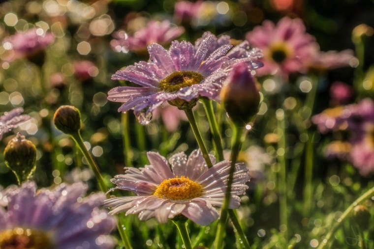 Полевые цветы в росе