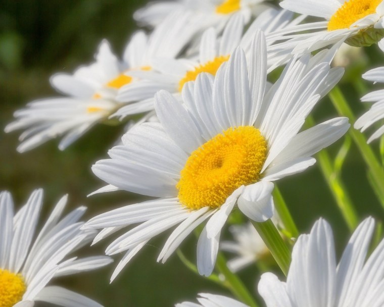 Ромашки обои