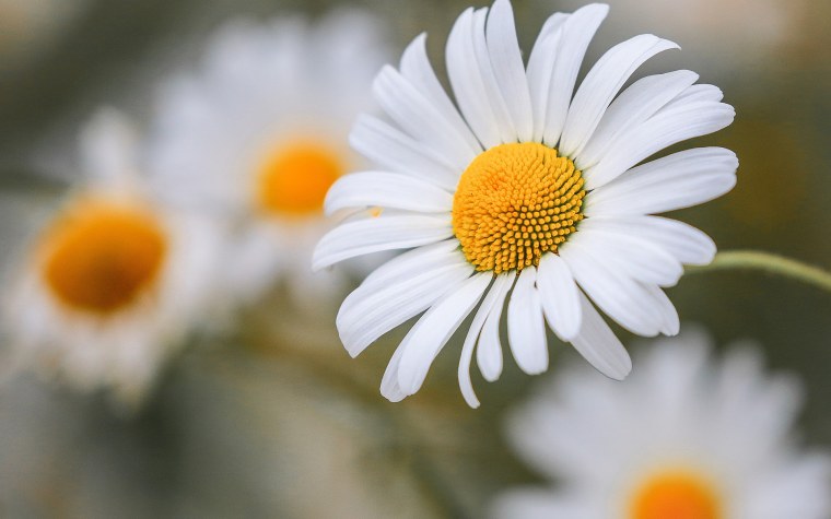 Ромашка Макросъемка