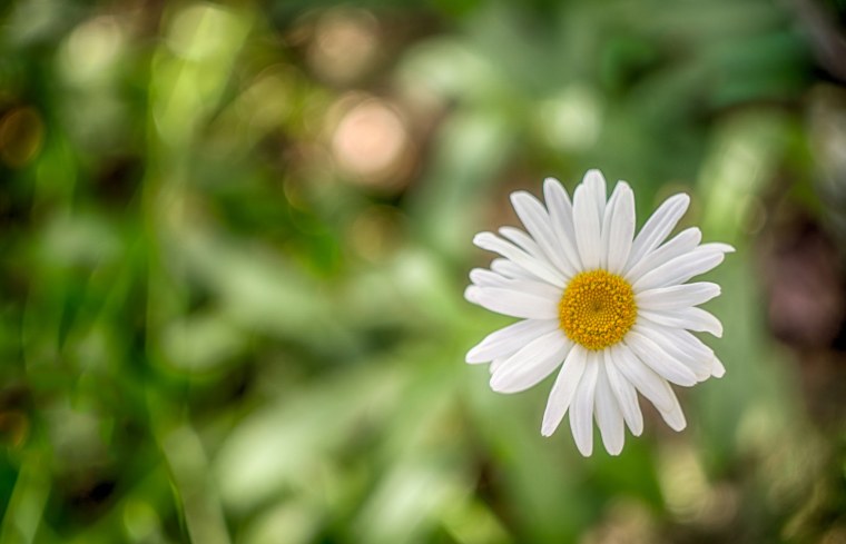 Ромашка Макросъемка