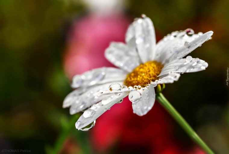 Ромашка с капельками