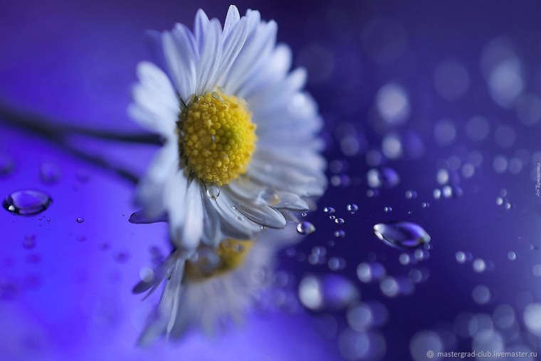 Ромашки на фоне воды