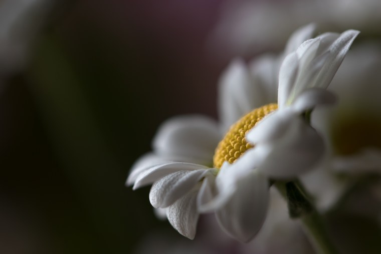 Ромашки обои