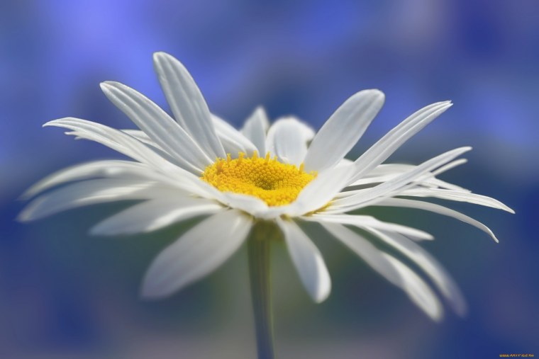 Ромашка одиночный цветок