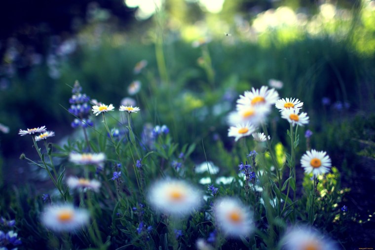 Ромашки васильки в лучах солнца