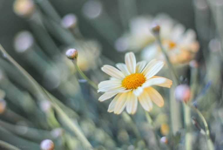 Ромашки на размытом фоне