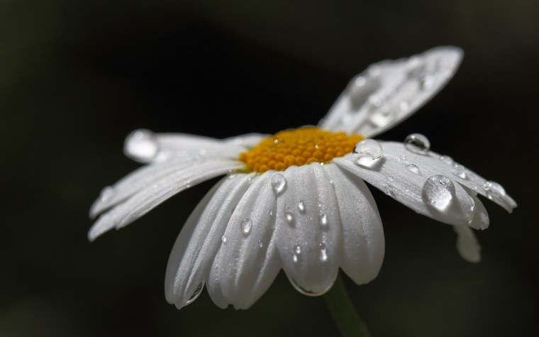 Ромашки под дождем