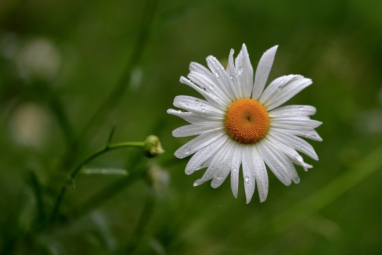Ромашка Макросъемка