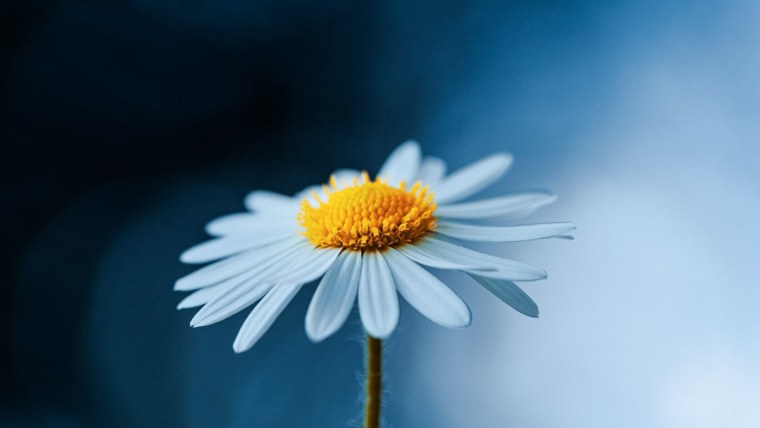 Заставка ромашки