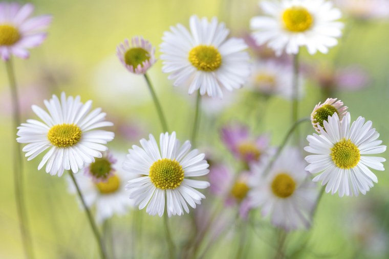 Макросъемка природа Ромашка