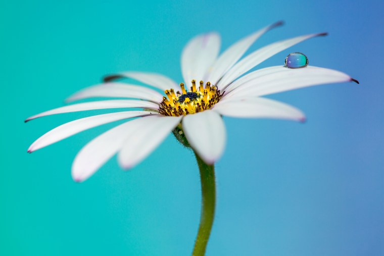 Ромашка макро