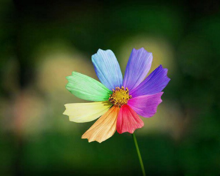 С͎в͎е͎т͎и͎к͎ с͎е͎м͎и͎ц͎в͎е͎т͎и͎к͎