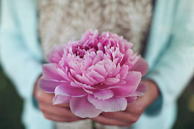 Красивые цветы в руках