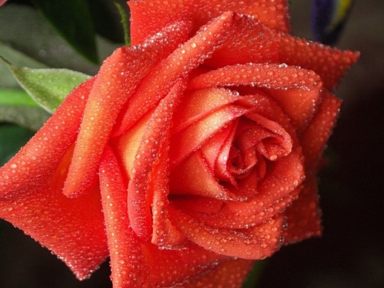 Красивые аватарки цветочки