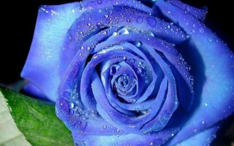 Ава с цветами много цветов