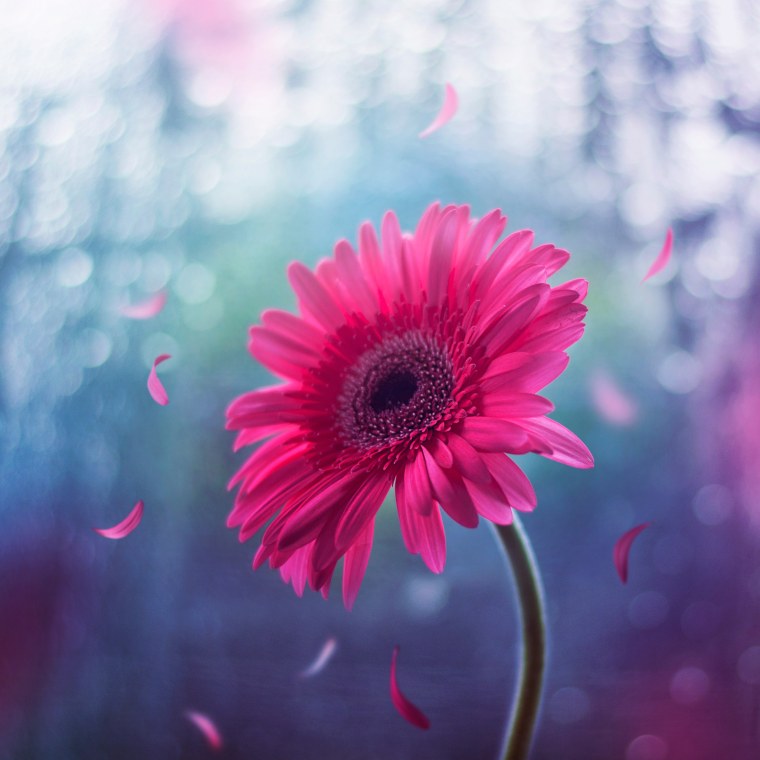 Девушка с розой