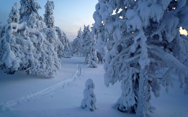 Сказочный зимний лес