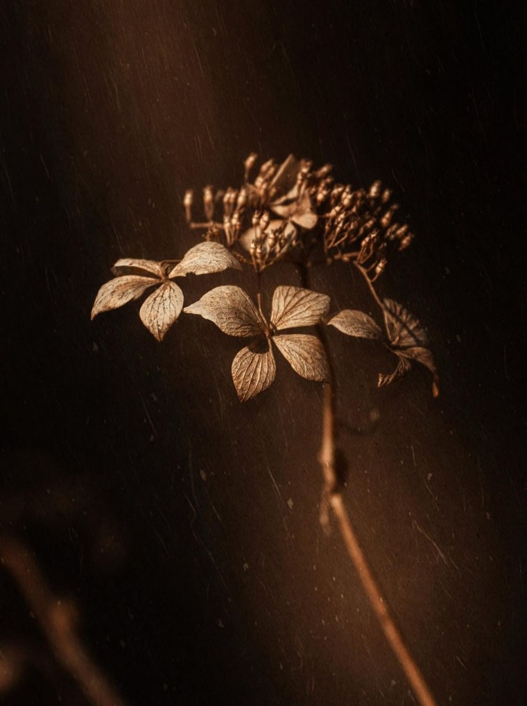 Коричневые цветы