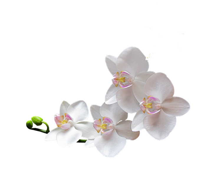 Орхидея на белом фоне