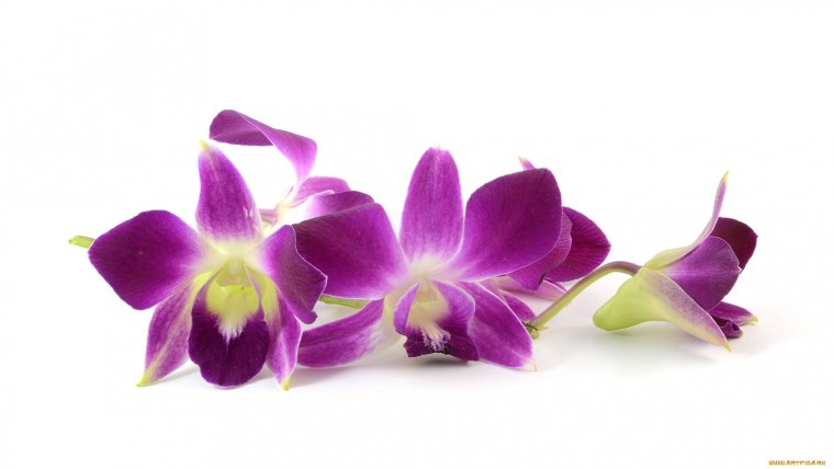 Орхидея на белом фоне
