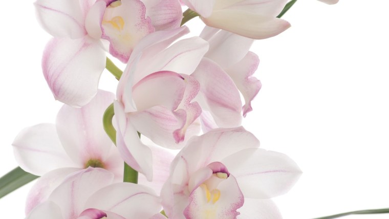 Цветы на Светлом фоне