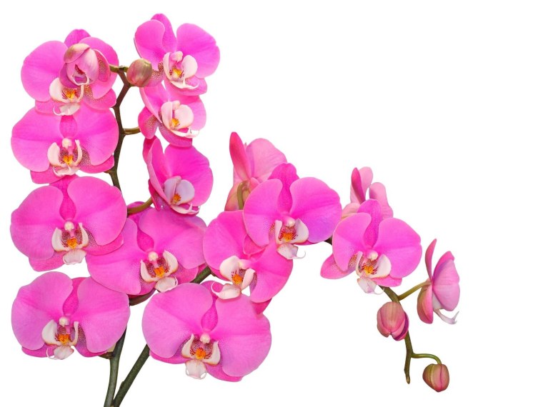Фаленопсис розовый