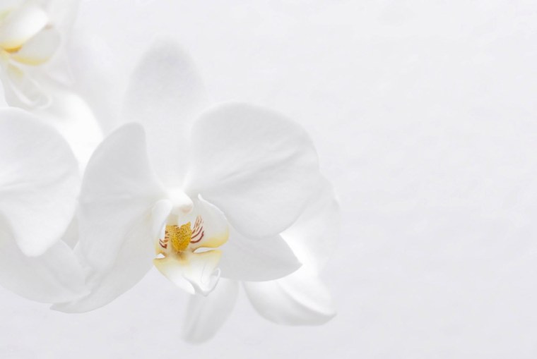 Белая Орхидея на белом фоне
