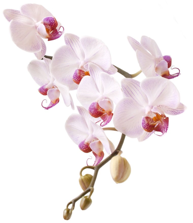 Фаленопсис Магнолия