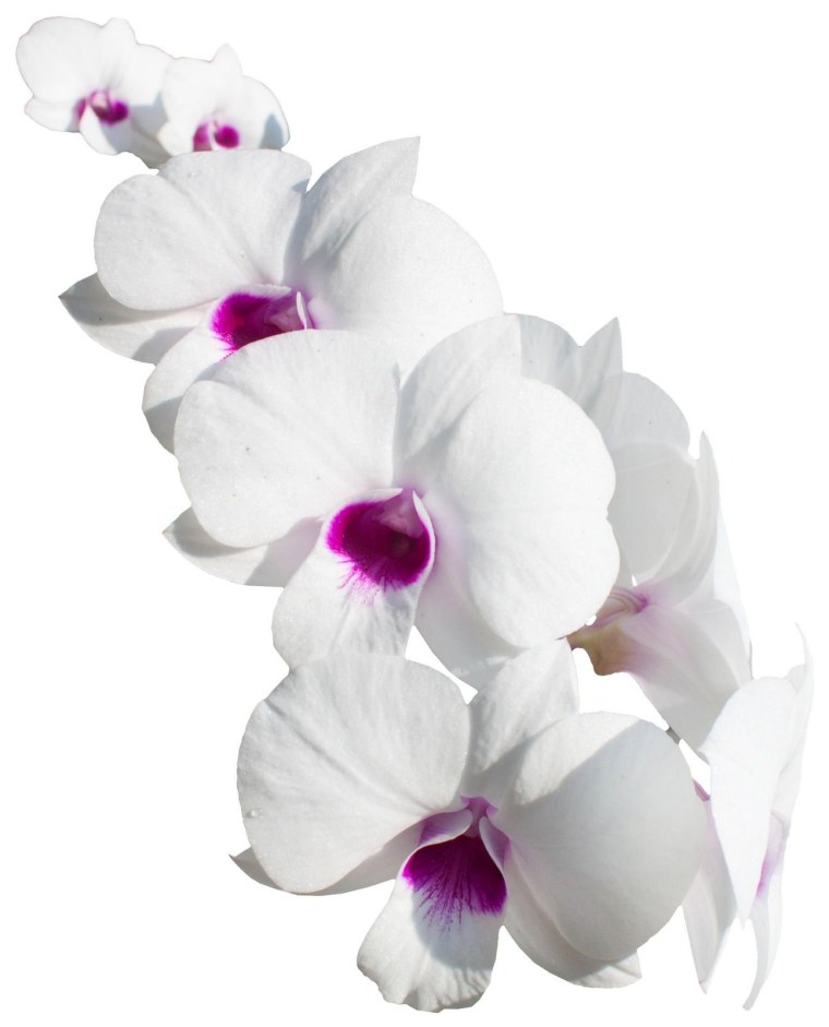 Цветы на белом фоне