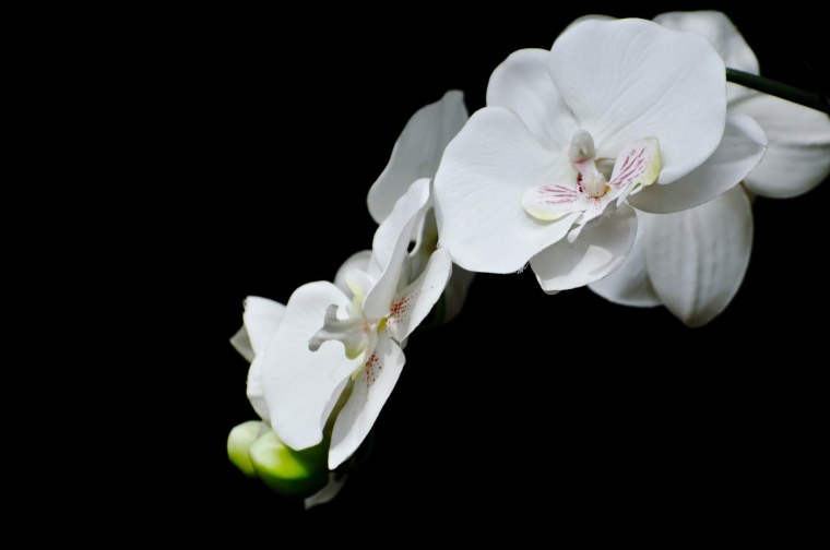 White Orchid Эльвира