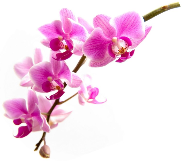 Ветка фаленопсиса