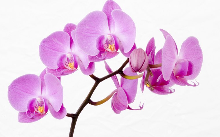 Фаленопсис Phalaenopsis White & Pink