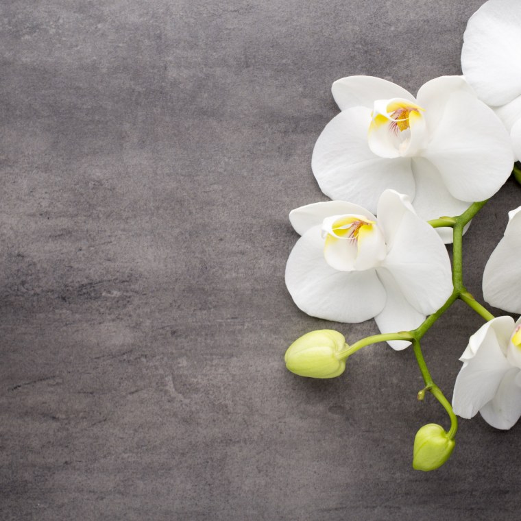 Орхидея на сером фоне