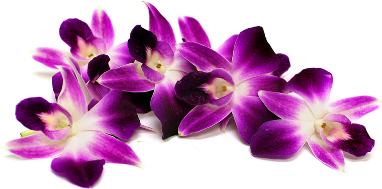 Фиолетовые цветы на белом фоне