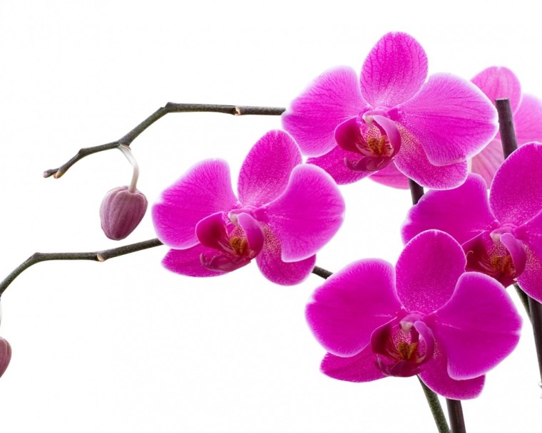 Орхидея k04015