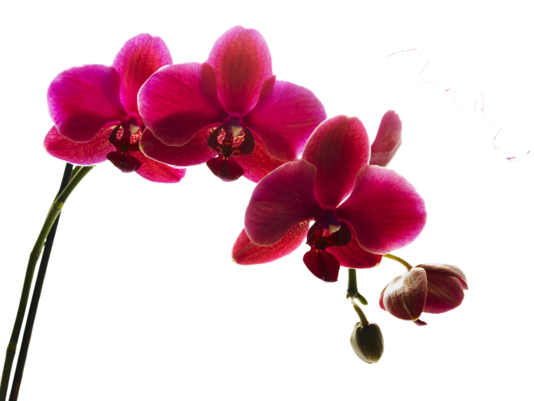 Фаленопсис Red Wine