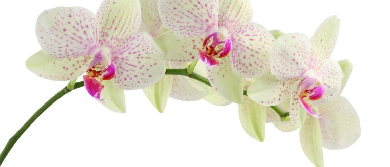 Ветка орхидеи в высоком качестве на белом фоне